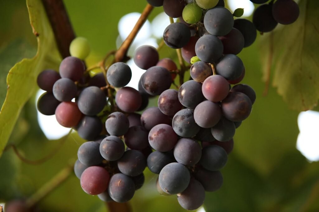 Racimo pequeño de uvas negras frescas, perfectas para vino