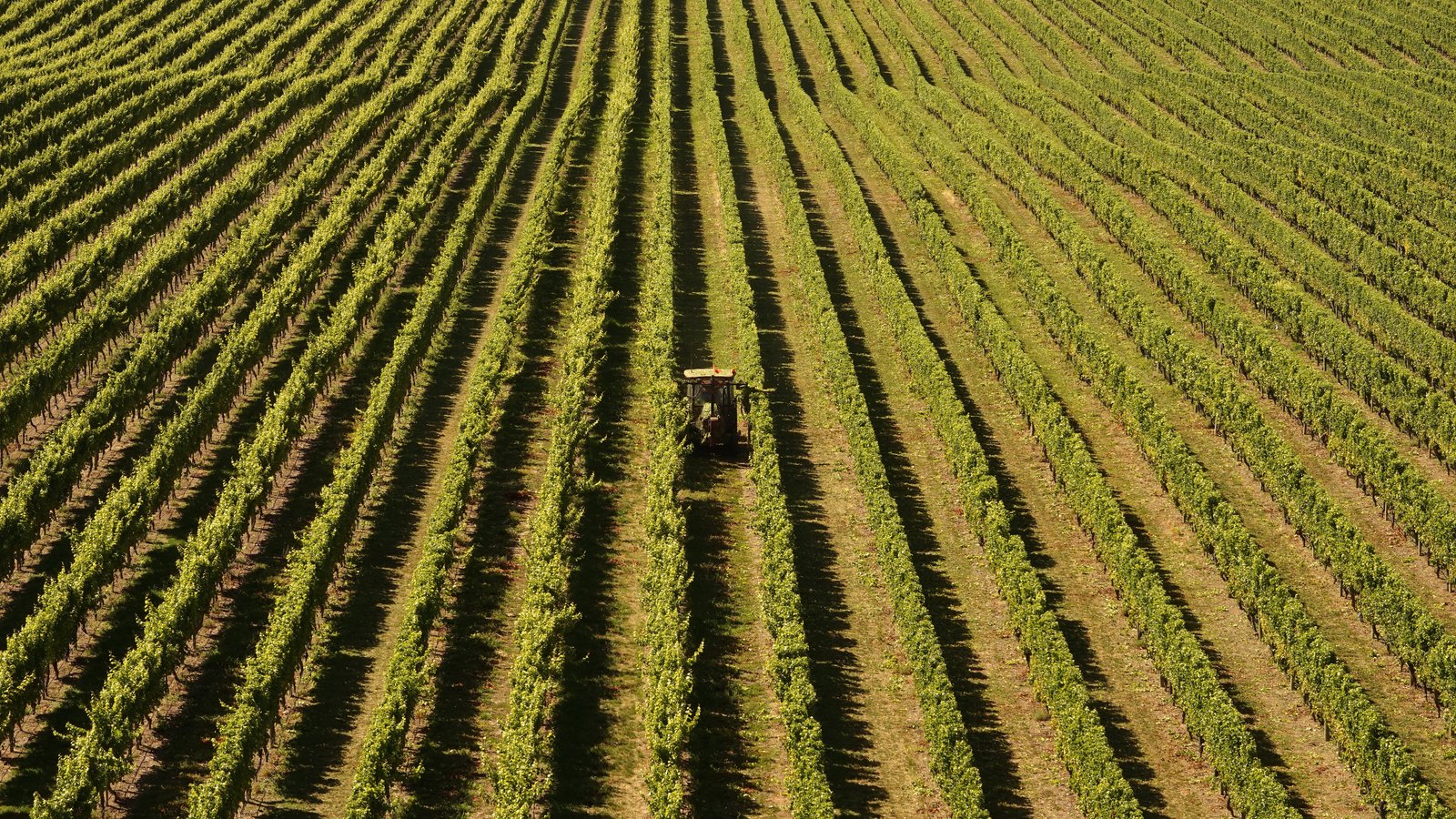 Vista lejana de un paisaje con muchas viñas en un viñedo con un tractor pasando por en medio